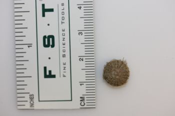 Media type: image;   Invertebrate Zoology ECH-1404 Description: Preserved specimen.;